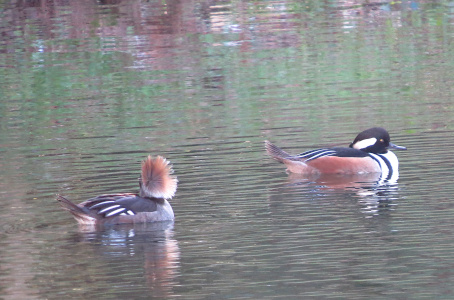 [The two birds sit in the water with the male facing to the right and the female facing to the back so her face is not visible. The female is on the left and her head feathers are fanned into a circle. The male's head is mostly black with a white swath from behind the eye to the back of his head. The front of his body is white with a thin black stripe. His body is brown with black and white feathers on top. The female is grey with black and white feathers.]